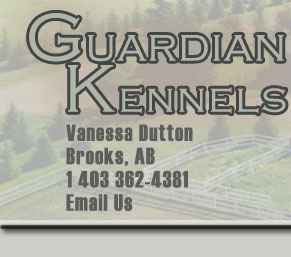 Guardian Kennels Shiloh Shepherds