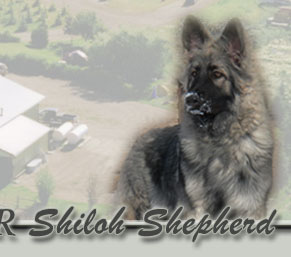 Guardian Kennels Purebred ISSR Shiloh Shepherds