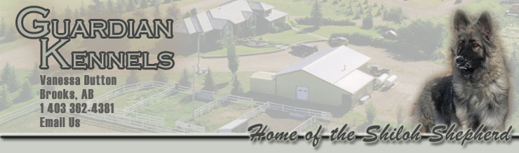 Guardian Kennels - Home of the Shiloh Shepherd - Vanessa Dutton, Brooks, Alberta
