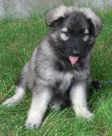 Shiloh german hot sale shepherd puppies