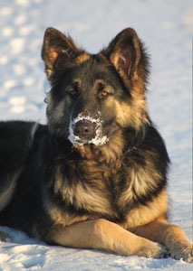 Shiloh shepherd best sale dog price