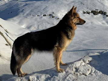 Reika - Shiloh Shepherd female